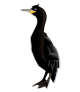 cormorant-md.png