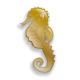 seahorse.png