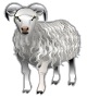 sheep-md-v0.png